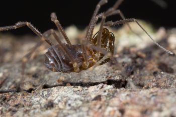 Media type: image; Invertebrate Zoology 143231